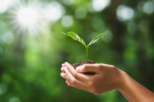 hand-holding-young-plant-blur-green-nature-concept-eco-earth-day_34152-1775